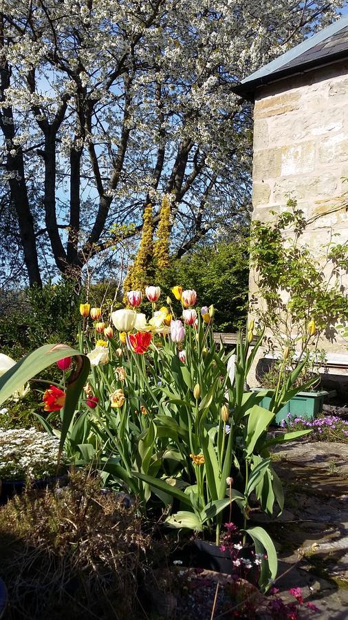 The Studio At Maspie House Falkland Exterior photo